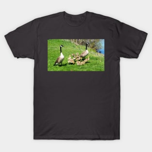 Canada Goose Family of Goslings T-Shirt